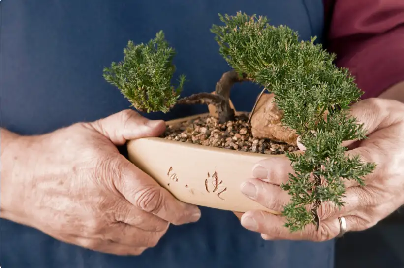 Khóa Học Chăm Sóc Bonsai 2026