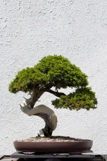 Khóa Học Chăm Sóc Bonsai 2026
