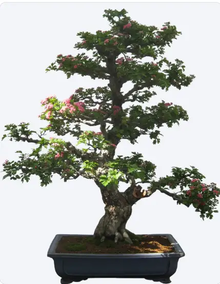 Khóa Học Chăm Sóc Bonsai 2026
