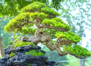 Khóa Học Chăm Sóc Bonsai 2026